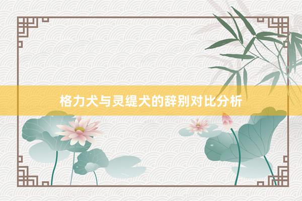 格力犬与灵缇犬的辞别对比分析